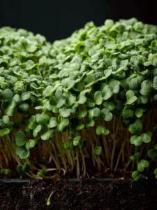 Broccoli Microgreens: Benefits and How to Grow First Image